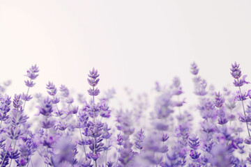 Naklejka premium Lavender flowers isolated on white background Real daytime first person perspective