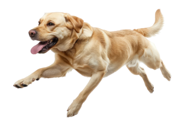 
Labrador Retriever dog running and jumping isolated on white background. Realistic daytime first person perspective