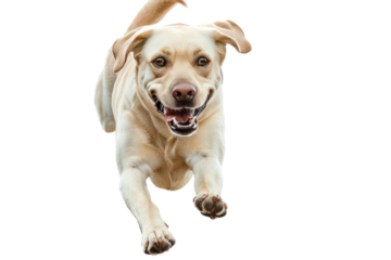 
Labrador Retriever dog running and jumping isolated on white background. Realistic daytime first person perspective