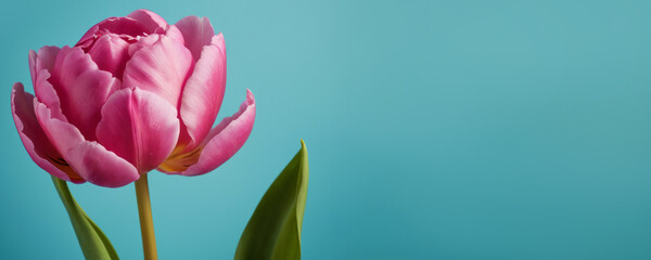 Close-up of a pink pion  tulip on a flat blue background for a banner, flyer, poster, postcard with copy space.