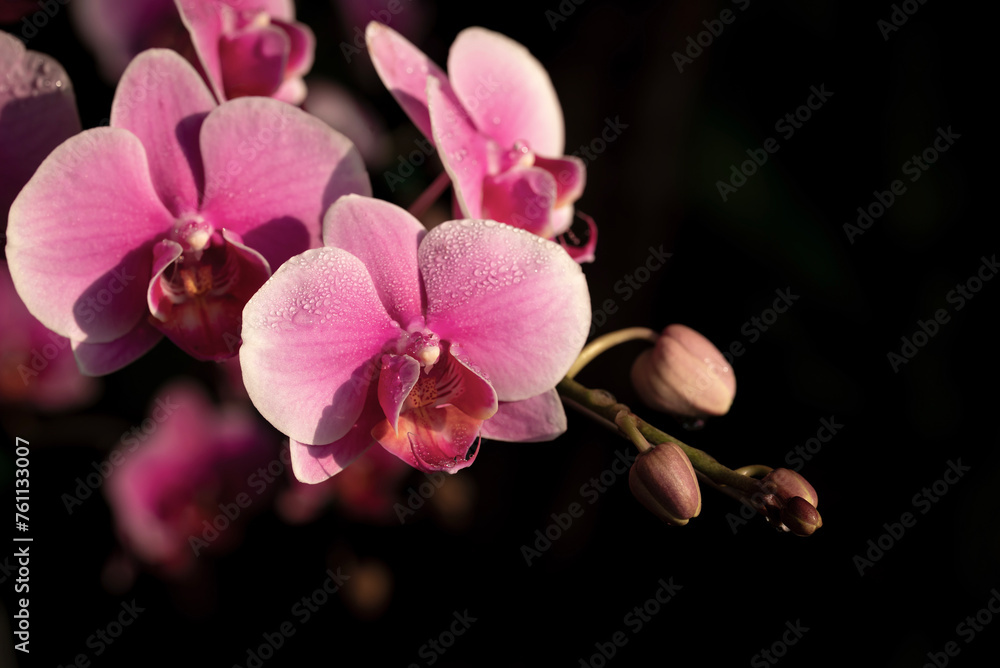 Poster Close-up of vibrant pink Phalaenopsis orchid flowers with water drops blooming in light and shadow on a dark background.