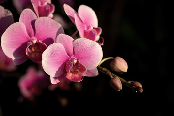 Close-up of vibrant pink Phalaenopsis orchid flowers with water drops blooming in light and shadow on a dark background.