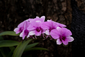 Close-up of purple-white Dendrobium orchid flowers blooming in the tropical garden on a dark...