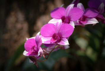 Obraz premium Close-up of purple-white Dendrobium orchid flowers blooming in the tropical garden with light and shadow on a dark background.