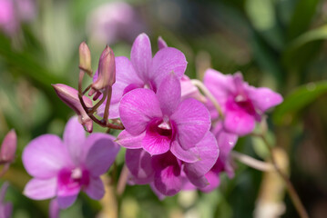 Close-up of purple-white Dendrobium orchid flowers blooming in the tropical garden with sunlight on a blurred green background.