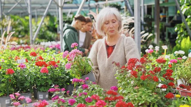 Elderly woman buyer chooses pentas mix in pot in flower shop