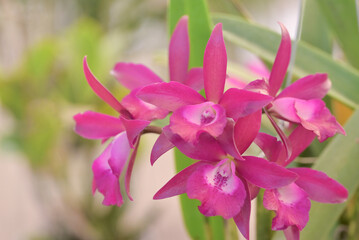 Close-up of vibrant pink Cattleya orchid flowers blooming in the tropical garden on a blurred green background.