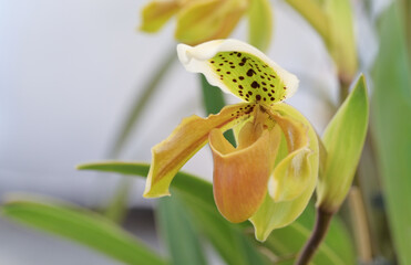 Close-up of yellow Paphiopedilum orchid flowers with brown dots blooming in the tropical garden on...