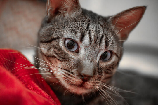 Portrait of a domestic cat lying in duvets.
