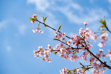 河津桜