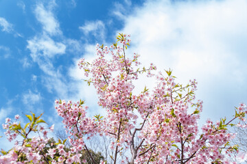 河津桜