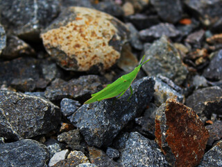 Close-up of green grasshopper on the gravel. 