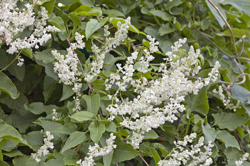 Fallopia baldschuanica (Polygonum baldschuanicum) is a species of flowering plant  known as ...