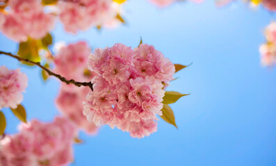 Cherry Blossom or Sakura flower in the nature garden with bokeh background