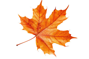 
isolated white background autumn maple leaf Realistic daytime first person perspective