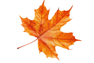 
isolated white background autumn maple leaf Realistic daytime first person perspective