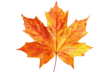 
isolated white background autumn maple leaf Realistic daytime first person perspective