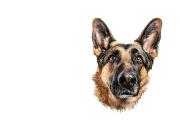 
Isolated image of dog head against white background. Real daytime first person perspective