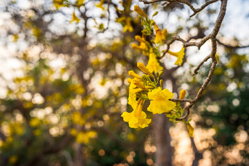 Beautiful blooming Yellow Golden trumpet tree or Tabebuia are blooming with the park in spring day in the garden and sunset blue sky background in Thailand.