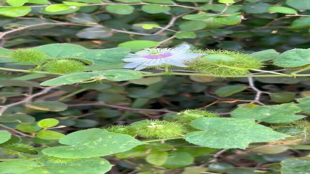 Video of plants in Thailand