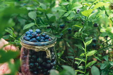 Man picking berries, process of collecting harvesting into glass jar in the forest. Bush of ripe wild blackberry in summer. Concept of organic locally grown blueberries, Seasonal bilberry countryside