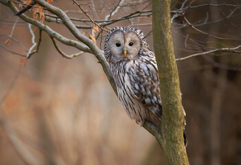 Ural owl ( Strix uralensis ) close up - 761141672