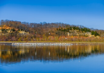 View of River Bluffs with migrating white pelicans swimming in foreground and blue sky in background reflecting in calm wetland water early in spring