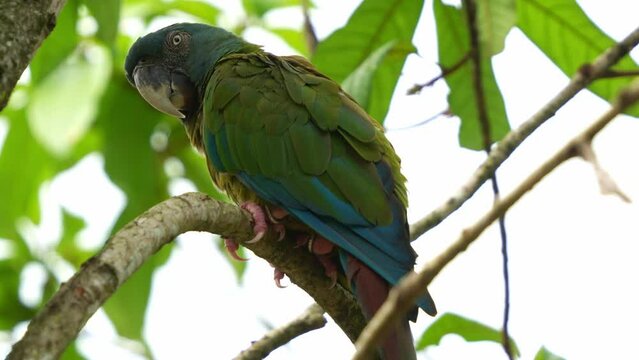 Close up shot of a blue-headed macaw, primolius couloni perched and resting on the branch, dozing off on the tree during the day, with its eyes slowly closing, a vulnerable parrot bird species.