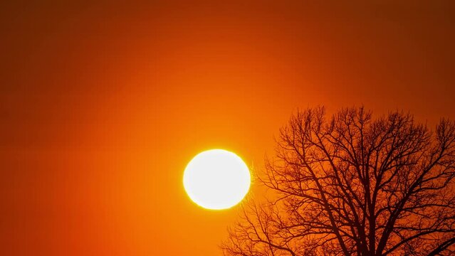 Big sunset timelapse, closeup of sun in colorful sky through bare tree