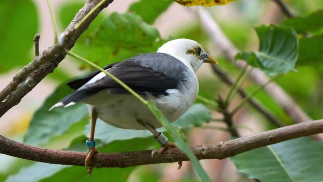 Black-winged myna, acridotheres melanopterus perched on tree branch, squatting down and excreting droppings, close up shot of an endangered bird species in wildlife enclosure.