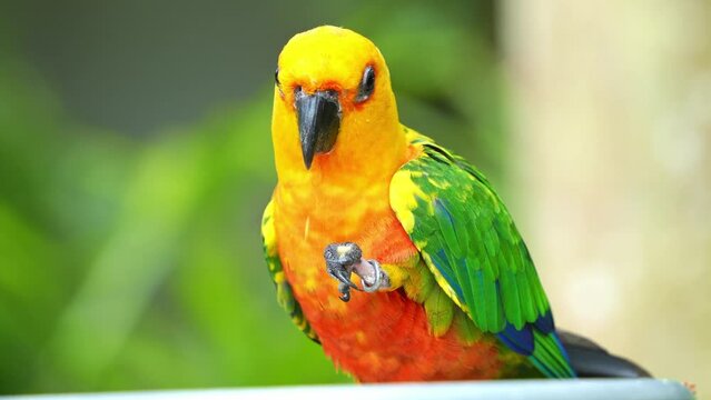 Small neotropical parrot, jandaya parakeet (aratinga jandaya) with vibrant plumage, perched on the edge of bowl feeder, eating food with its foot claw, close up shot in a wildlife enclosure.
