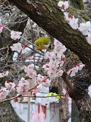 Japanese White-eye and plum blossom-4