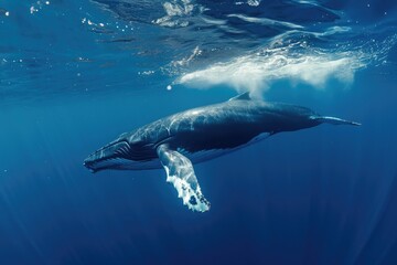 Majestic Humpback Whale Swimming in the Ocean, A serene underwater shot of a whale gently coasting through the clear blue ocean, AI Generated