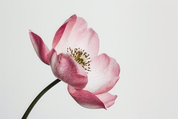 A close-up photo of a vibrant pink flower against a crisp white background, A single blooming flower against a white background, AI Generated