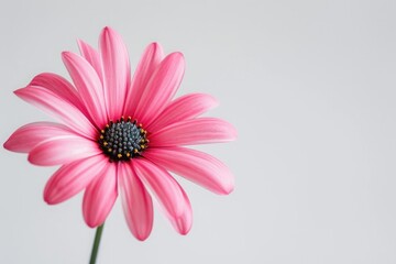 A vibrant pink flower with a contrasting black center captured on a clean white background, A single blooming flower against a white background, AI Generated