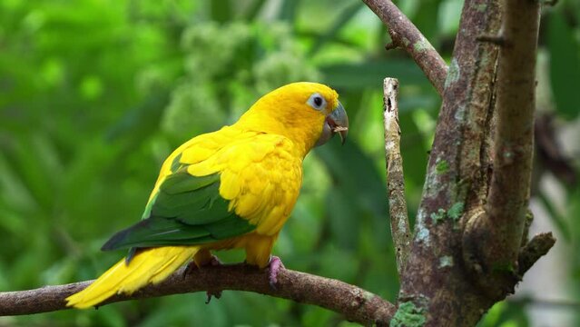 Golden conure (guaruba guarouba) perched on tree branch, chew and bite off the tree branch, displaying beak maintenance behaviour, close up shot.