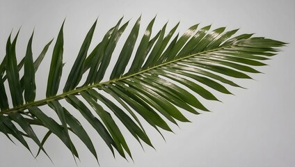 A lush, tropical palm leaf, precisely cut out and isolated on a plain background Generative AI - obrazy, fototapety, plakaty