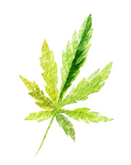 Green cannabis indica leaf painted in watercolor. Hand drawn marijuana illustration isolated on white background - 761154833