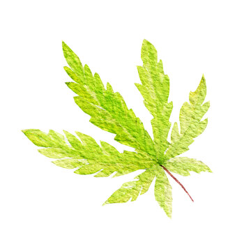Green cannabis indica leaf painted in watercolor. Hand drawn marijuana illustration isolated on white background