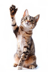 A playful  cat kitten waving its paw in a realistic portrait style
