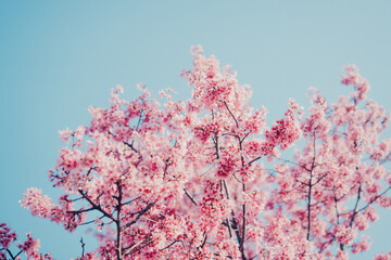 ピンクの桜と青空