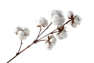 Fluffy Cotton Flower Isolated on Transparent Background.