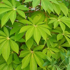 green leaves background
