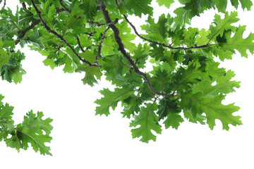 Fototapeta na wymiar Fresh Green Oak Tree Branch Isolated on Transparent Background.