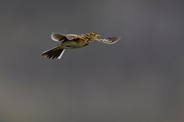 Feldlerche // Eurasian skylark (Alauda arvensis) 