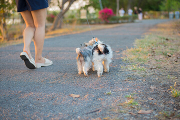 The lifestyle of people who take their beloved pets for outdoor exercise in parks.
