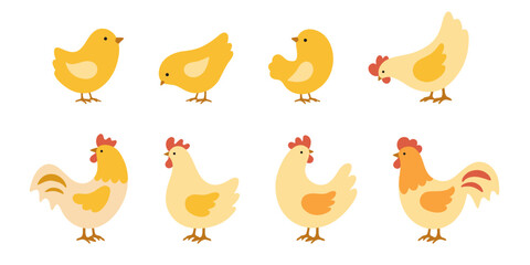 Set of yellow chicks, hens and roosters. Vector illustration in flat style is isolated on white background