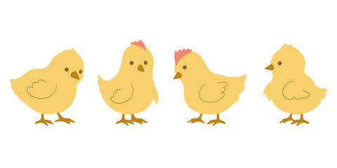 Set of yellow chicks. Vector illustration in flat style is isolated on white background
