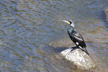 Great Cormorant sunbathing after meal