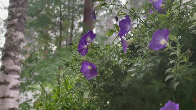 Flower ampel in torrential rain.